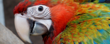 Hybrid Macaw For Sale