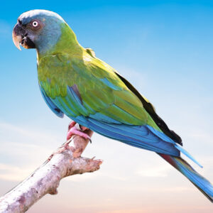 Blue Headed Macaw For Sale