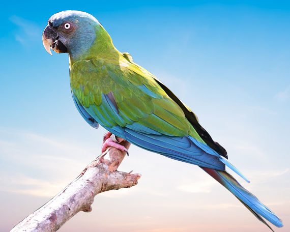 Blue Headed Macaw For Sale