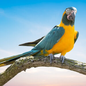 Blue Throated Macaw For Sale