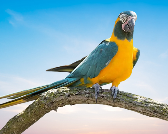 Blue Throated Macaw For Sale