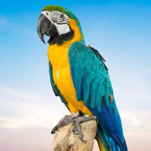 Blue and Gold Macaw For Sale