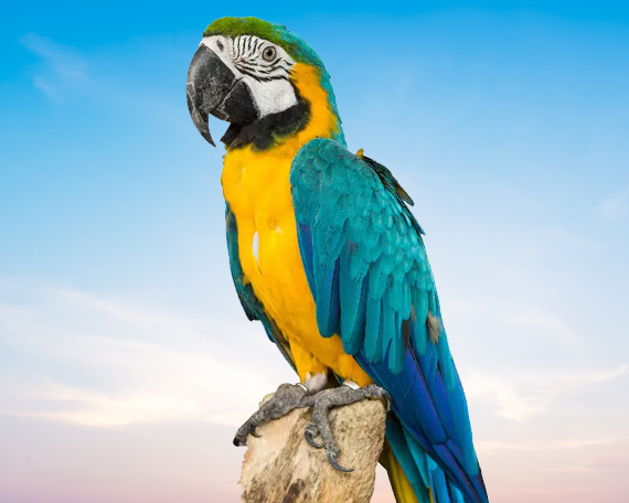 Blue and Gold Macaw For Sale