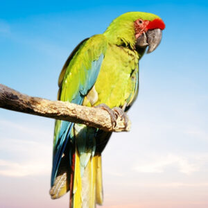 Buffon's Macaw For Sale