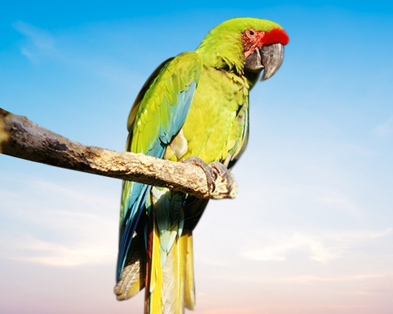 Buffon's Macaw For Sale