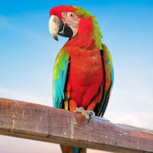 Buffwing macaw