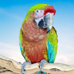 Calico Macaw For Sale