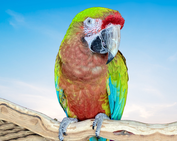 Calico Macaw For Sale