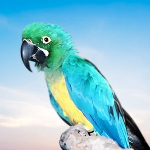 Caloshua Macaw For Sale