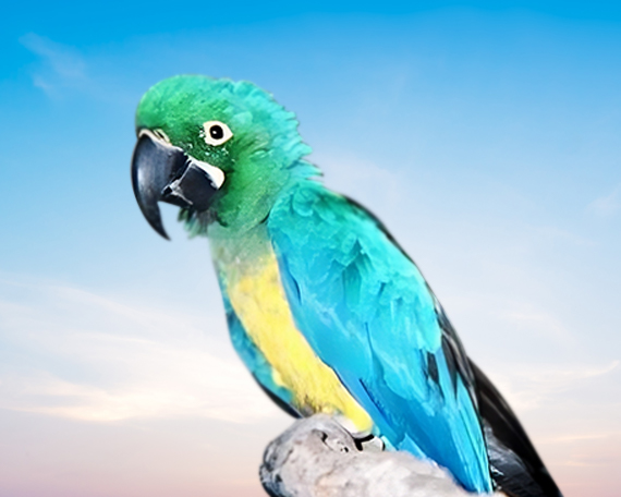 Caloshua Macaw For Sale