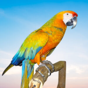 Camelot Macaw For Sale