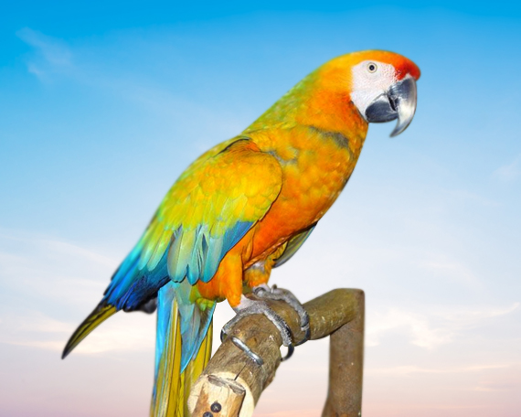 Camelot Macaw For Sale