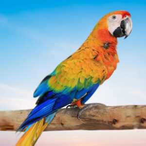 Capri Macaw For Sale