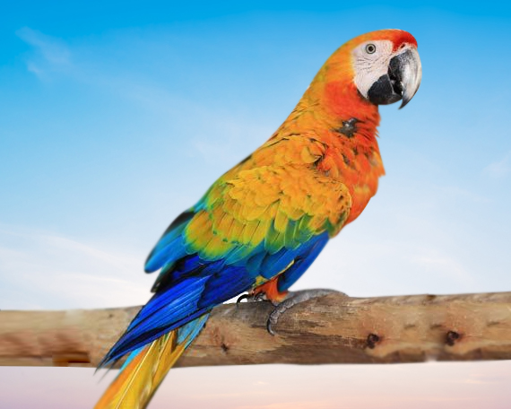 Capri Macaw For Sale