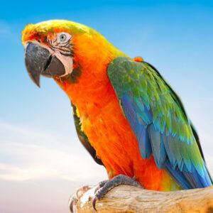 Catalina Macaw For Sale