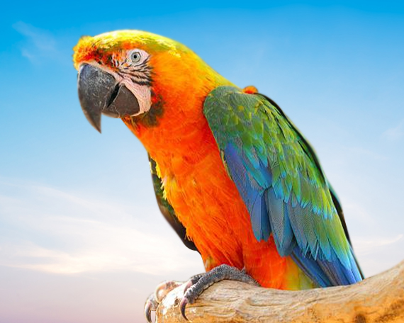 Catalina Macaw For Sale