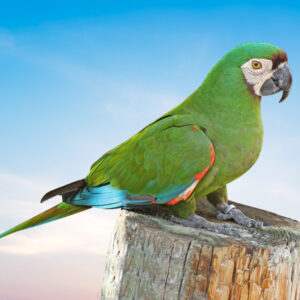 Chestnut Fronted Macaw For Sale