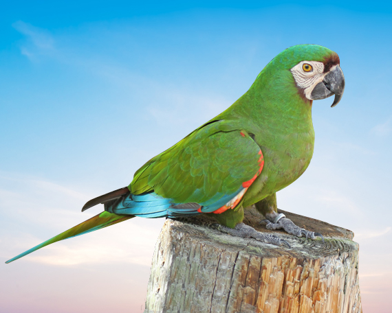 Chestnut Fronted Macaw For Sale