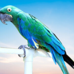 Emerald Macaw For Sale