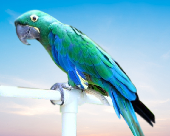 Emerald Macaw For Sale