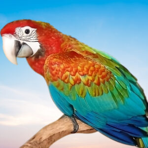 Flame Macaw For Sale