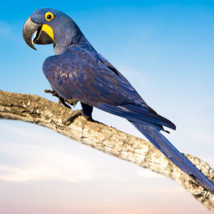 Glaucous Macaw For Sale