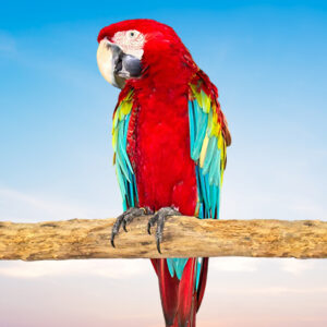 Green Winged Macaw For Sale