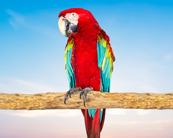 Green Winged Macaw For Sale