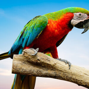 Harlequin Macaw For Sale