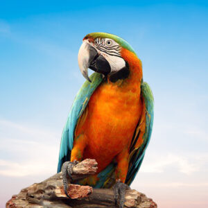 Harligold Macaw For Sale