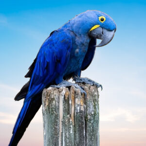 Hyacinth Macaw For Sale