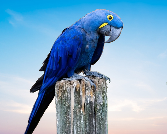 Hyacinth Macaw For Sale