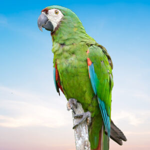 Illiger Macaw For Sale