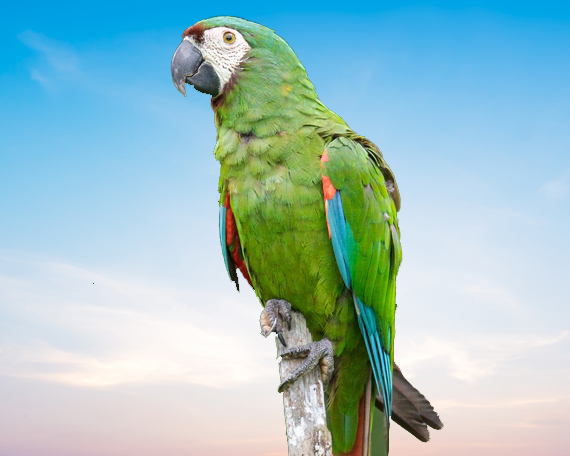 Illiger Macaw For Sale