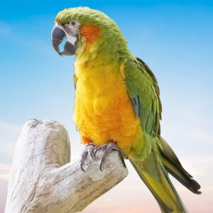 Maul Sunset Macaw For Sale