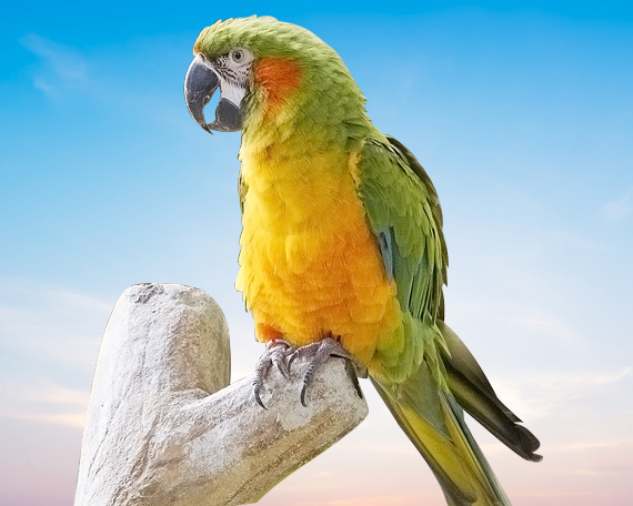 Maul Sunset Macaw For Sale