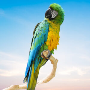 Miligold Macaw For Sale