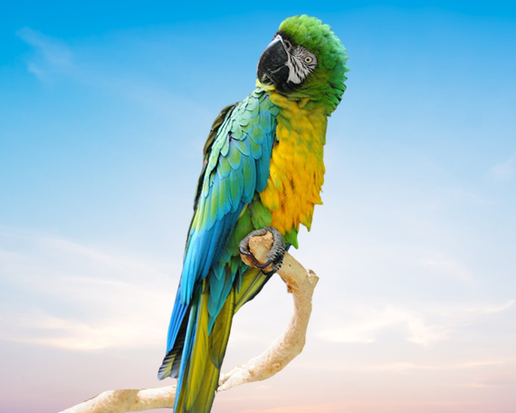 Miligold Macaw For Sale