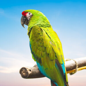 Military Macaw For Sale