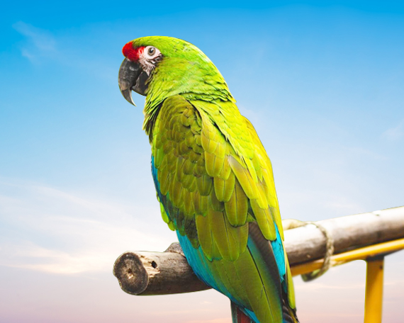 Military Macaw For Sale