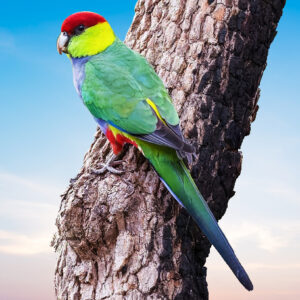 Red Capped Macaw For Sale