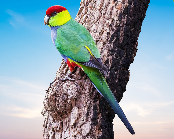 Red Capped Macaw For Sale