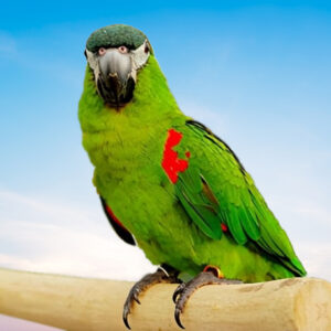 Red Shouldered Macaw For Sale