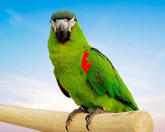 Red Shouldered Macaw For Sale