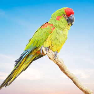 Red Fronted Macaw For Sale