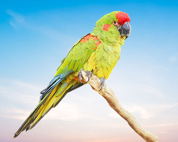 Red Fronted Macaw For Sale