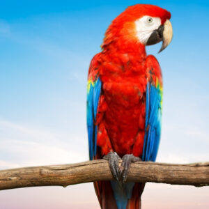 Ruby Macaw For Sale