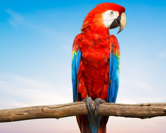 Ruby Macaw For Sale