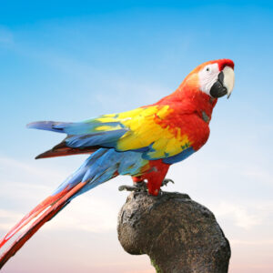 Scarlet Macaw For Sale