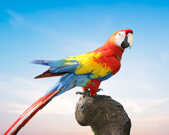 Scarlet Macaw For Sale